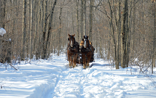 Sleighridesinthesnow